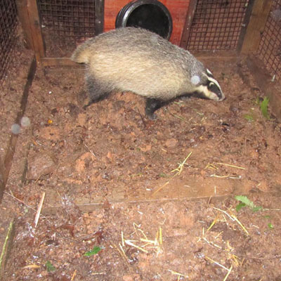 Badger