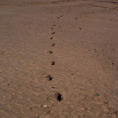 Badger Prints