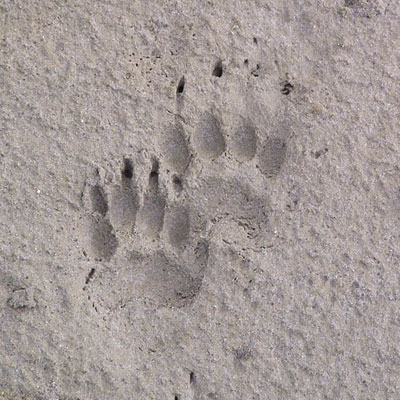 Badger Prints