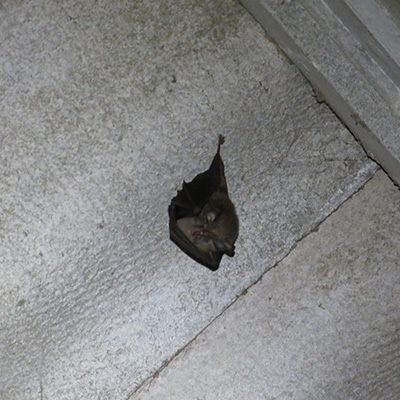 Lesser Horseshoe bat