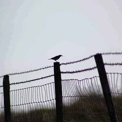 Bird on a fence