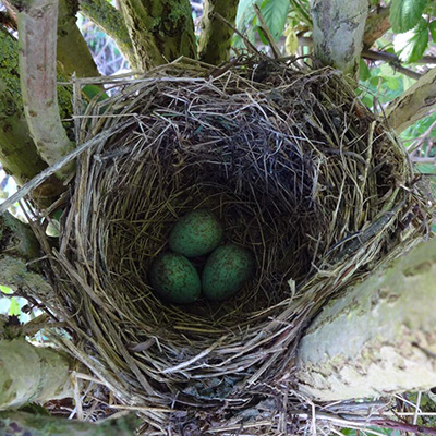 Bird nest and eggs