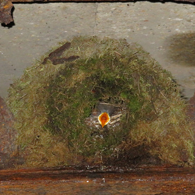 Dipper Nest
