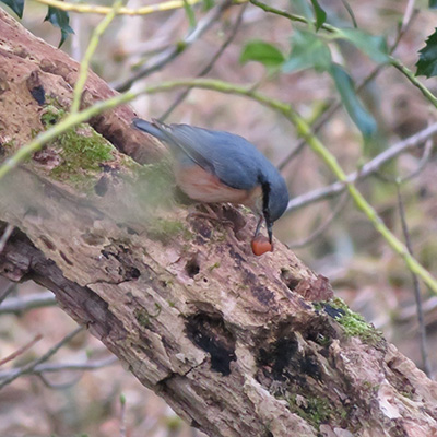 Nuthatch