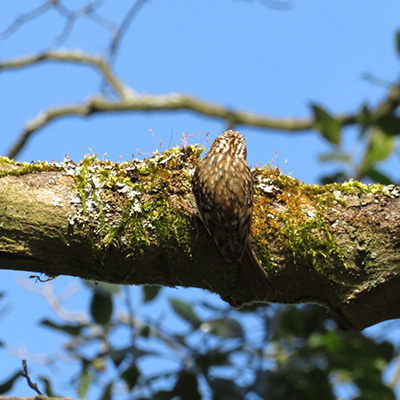 Tree Creeper