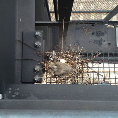 Buzzard on Gantry