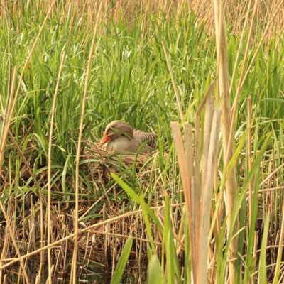 Goose on a nest