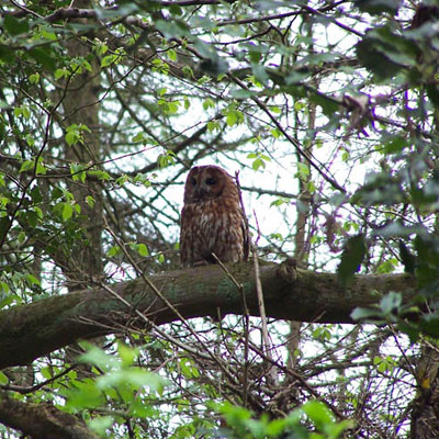 Tawny Owl