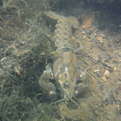 Signal Crayfish