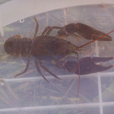 White Clawed Crayfish