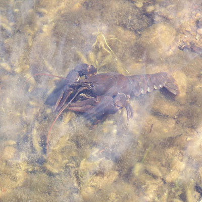 White Clawed Crayfish