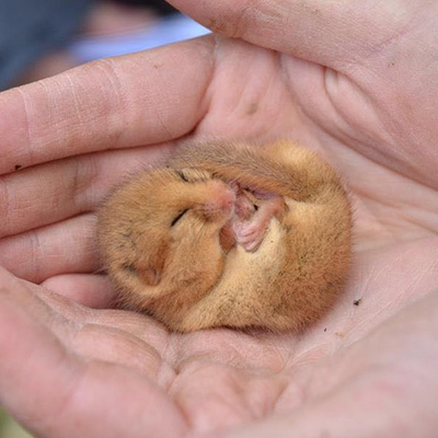 Hazel Dormouse