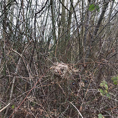 Dormouse Nest in Scrub