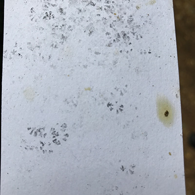 Dormouse footprints