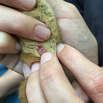 Dormouse foot