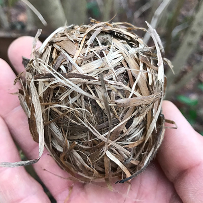 Dormouse nest