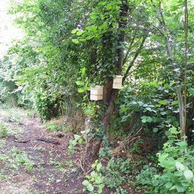 Dormice Boxes