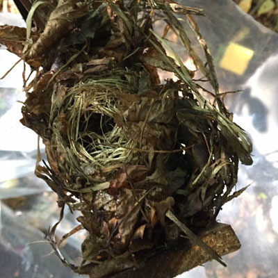 Dormice Nest