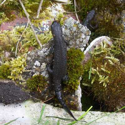 Great Crested Newt