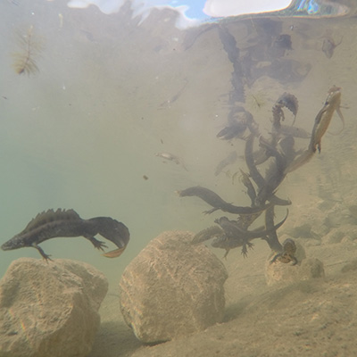 Great crested newts being released