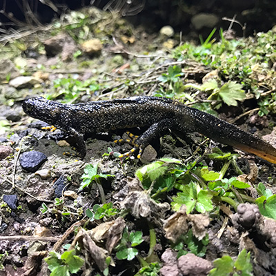 Great Crested Newt