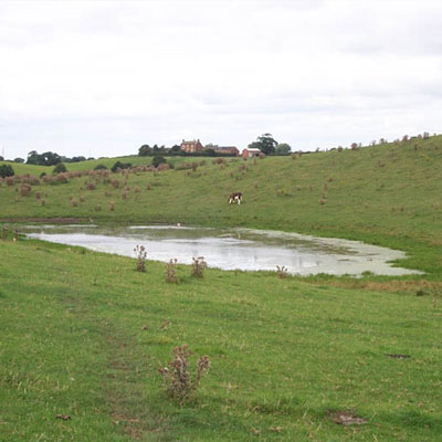 Great Crested Newt Pond