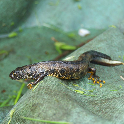 Great Crested Newt