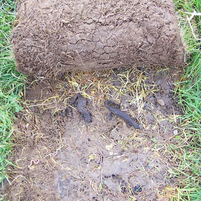 Great Crested Newts under Turf