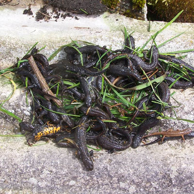 Great Crested Newts