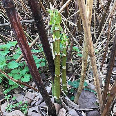 Young Japanese Knotweed shoots