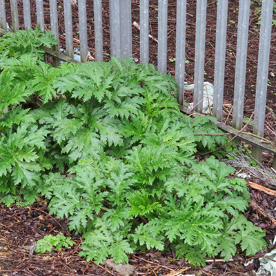 Early Giant Hogweed growth