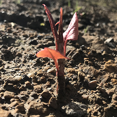 Fresh Japanese Knotweed growth