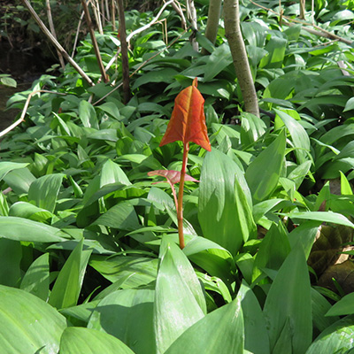 Fresh Japanese Knotweed shoot