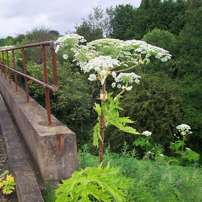 Giant Hogweed