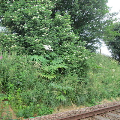 Giant Hogweed