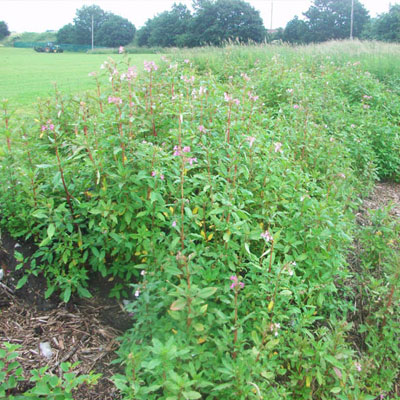 Himalayan Balsam