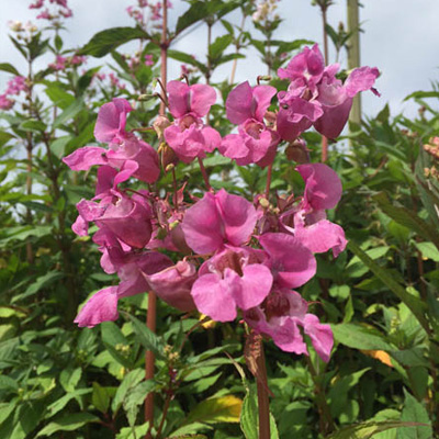 Himalayan Balsam Flower