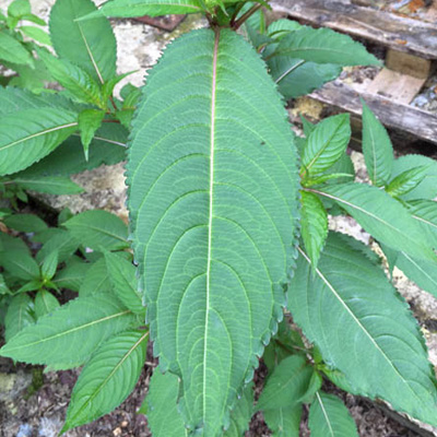 Himalayan Balsam Leaf