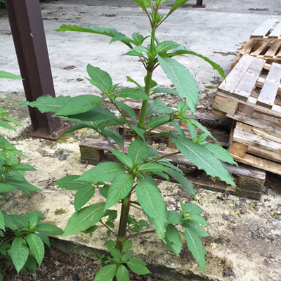 Himalayan Balsam Plant