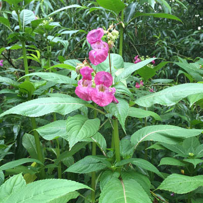 Himalayan Balsam