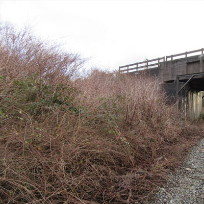 Japanese Knotweed