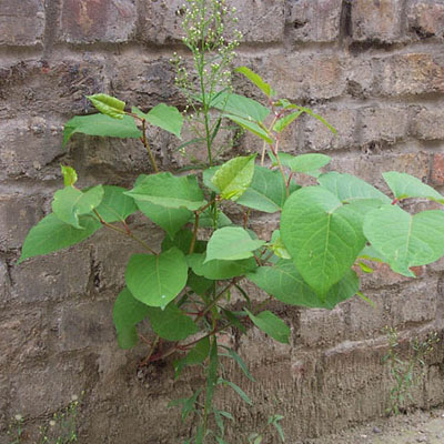 Japanese Knotweed