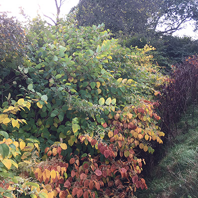 Japanese Knotweed