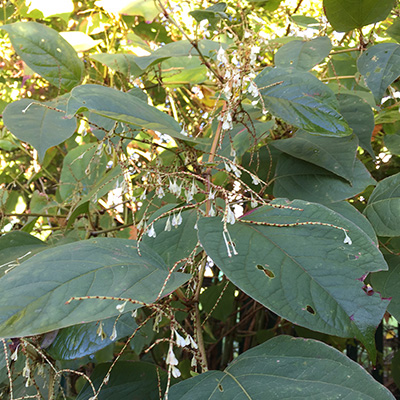 Japanese Knotweed Leaf and Flower