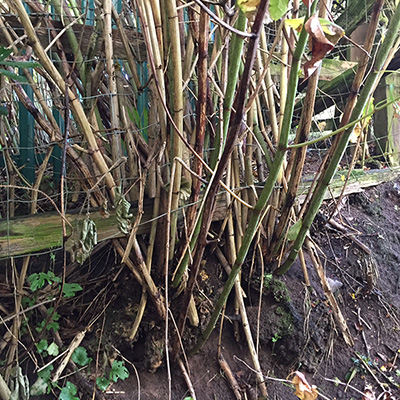 Japanese Knotweed Stems