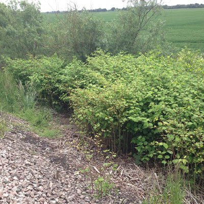 Japanese Knotweed