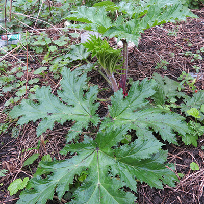 A young Giant Hogweed plant