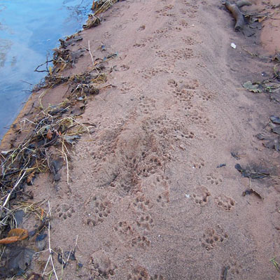 Otter Prints