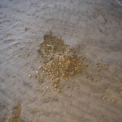 Otter Sandcastle