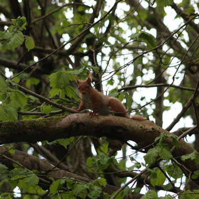 Red Squirrel